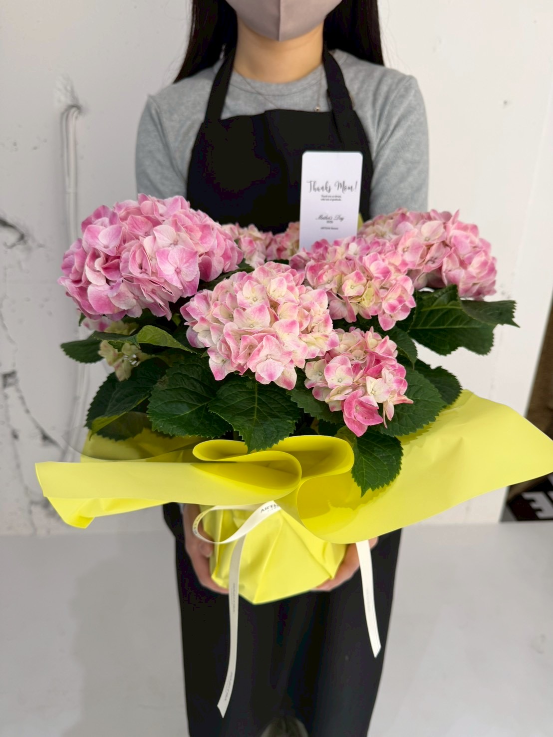 アジサイ　マーブルピンクの商品写真